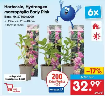 Netto Marken-Discount Hortensie, hydrangea macrophylla early pink Angebot