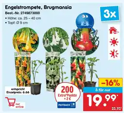 Netto Marken-Discount Engelstrompete, brugmansia Angebot