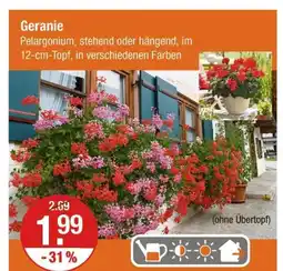 V Markt Geranie Angebot
