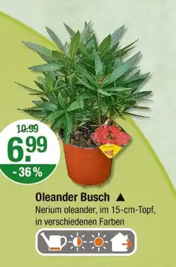 V Markt Oleander busch Angebot