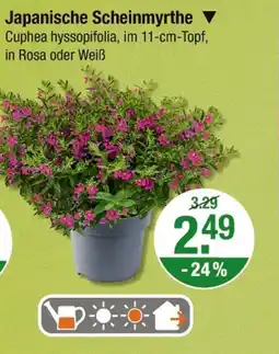 V Markt Japanische scheinmyrthe Angebot
