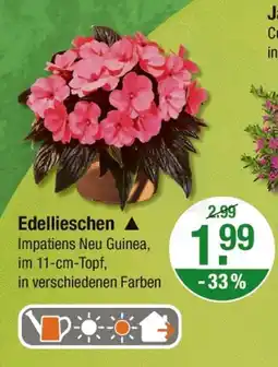 V Markt Edellieschen Angebot