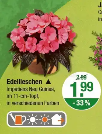 V Markt Edellieschen Angebot