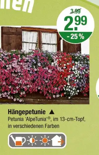 V Markt Hängepetunie Angebot