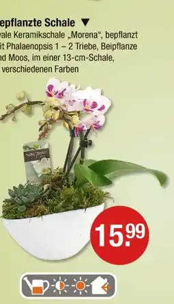 V Markt Bepflanzte schale Angebot