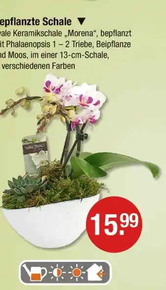V Markt Bepflanzte schale Angebot