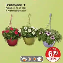V Markt Petunienampel Angebot