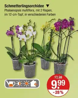 V Markt Schmetterlingsorchidee Angebot