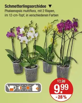 V Markt Schmetterlingsorchidee Angebot