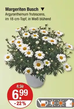 V Markt Margeriten busch Angebot