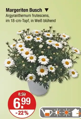 V Markt Margeriten busch Angebot