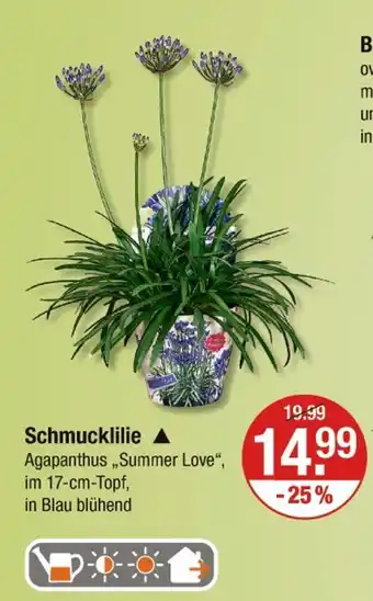 V Markt Schmucklilie Angebot