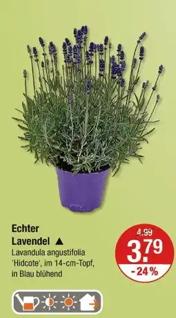 V Markt Echter lavendel Angebot