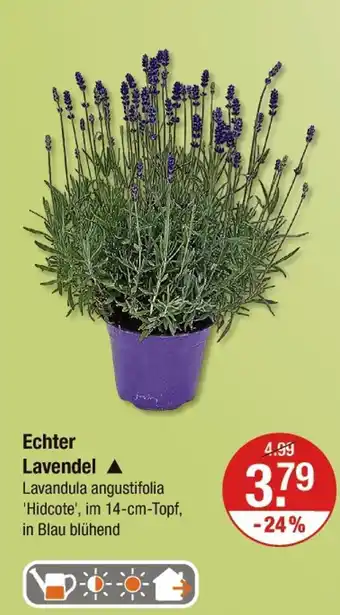 V Markt Echter lavendel Angebot