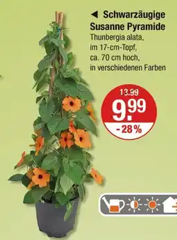 V Markt Schwarzäugige susanne pyramide Angebot