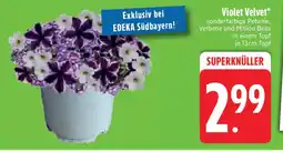Edeka Violet Velvet Angebot
