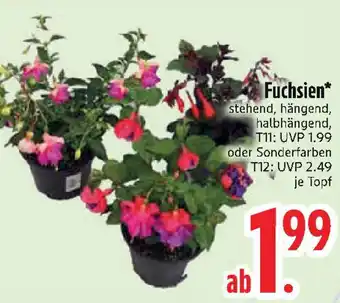 Edeka Fuchsien Angebot