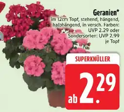 Edeka Geranien Angebot