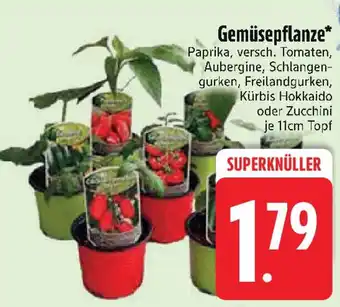 Edeka Gemüsepflanze Angebot