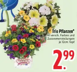 Edeka Trio Pflanzen Angebot