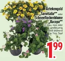Edeka Aztekengold „Sanvitalia"* oder Schneeflockenblume ,,Bacopa"* Angebot