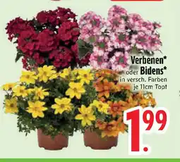 Edeka Verbenen* oder Bidens* Angebot