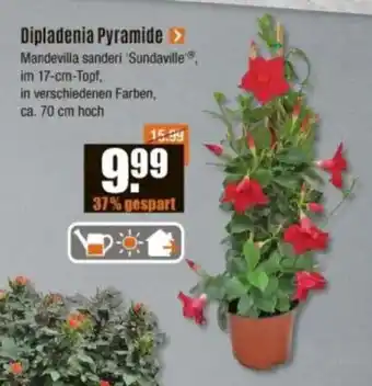 V Baumarkt Dipladenia Pyramide Angebot