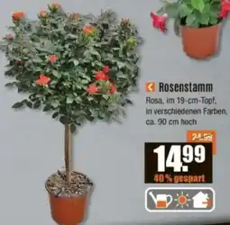 V Baumarkt Rosenstamm Rosa Angebot