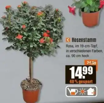V Baumarkt Rosenstamm Rosa Angebot