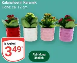Globus Kalanchoe in Keramik Angebot