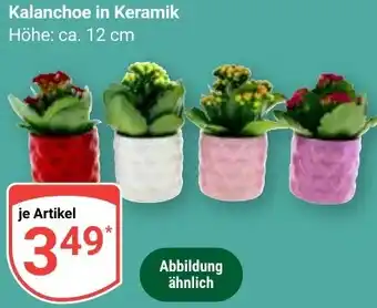 Globus Kalanchoe in Keramik Angebot
