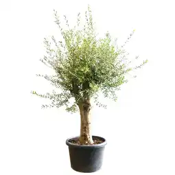 toom Baumarkt toom Oliven-Stamm 10 Jahre 180 cm 60 cm Topf Angebot