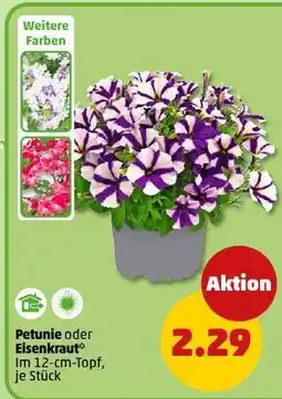 PENNY Petunie oder Eisenkraut Angebot