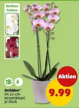 PENNY Orchidee Angebot