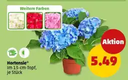 PENNY Hortensie Angebot