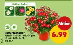 PENNY Margeritenbusch Angebot