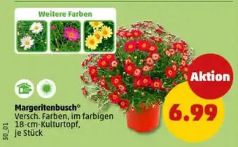 PENNY Margeritenbusch Angebot