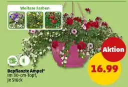 PENNY Bepflanzte Ampel Angebot