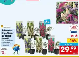 Netto Marken-Discount Schmetterlingsflieder, Buddleja davidii Angebot