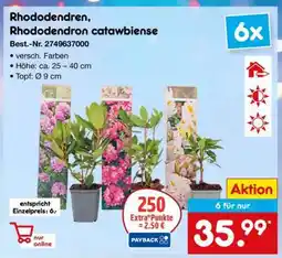 Netto Marken-Discount Rhododendren, Rhododendron catawbiense Angebot