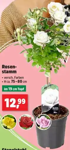 Thomas Philipps Rosenstamm Angebot