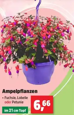 Thomas Philipps Ampelpflanzen Angebot