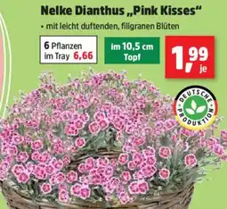 Thomas Philipps Nelke Dianthus ,,Pink Kisses" Angebot
