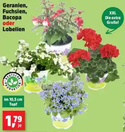 Thomas Philipps Geranien, Fuchsien, Bacopa oder Lobelien Angebot