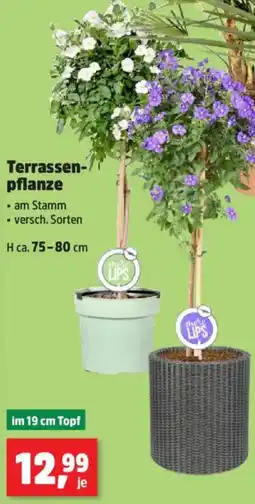 Thomas Philipps Terrassenpflanze Angebot