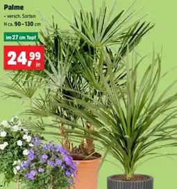 Thomas Philipps Palme Angebot