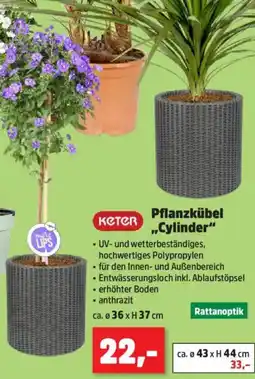 Thomas Philipps Keter Pflanzkübel ,,Cylinder" Angebot