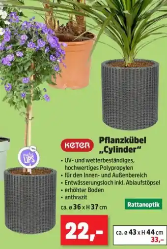 Thomas Philipps Keter Pflanzkübel ,,Cylinder" Angebot