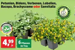 Thomas Philipps Petunien, Bidens, Verbenen, Lobelien, Bacopa, Brachyscome oder Sanvitalia Angebot