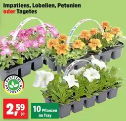 Thomas Philipps Impatiens, Lobelien, Petunien oder Tagetes Angebot